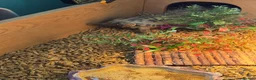 Tortoise reptiles for sale: Make horsefield torotise and fill set up  - Advert 3
