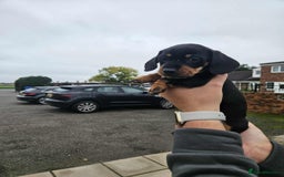 Miniature Dachshund dogs for sale: Miniature smooth haired dachshunds  - Image 12