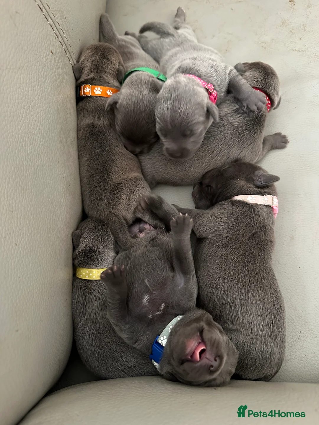 Staffordshire Bull Terrier dogs for stud: Blue Siras Blue Staffordshire bull terrier stud  in Stroud - Advert 4