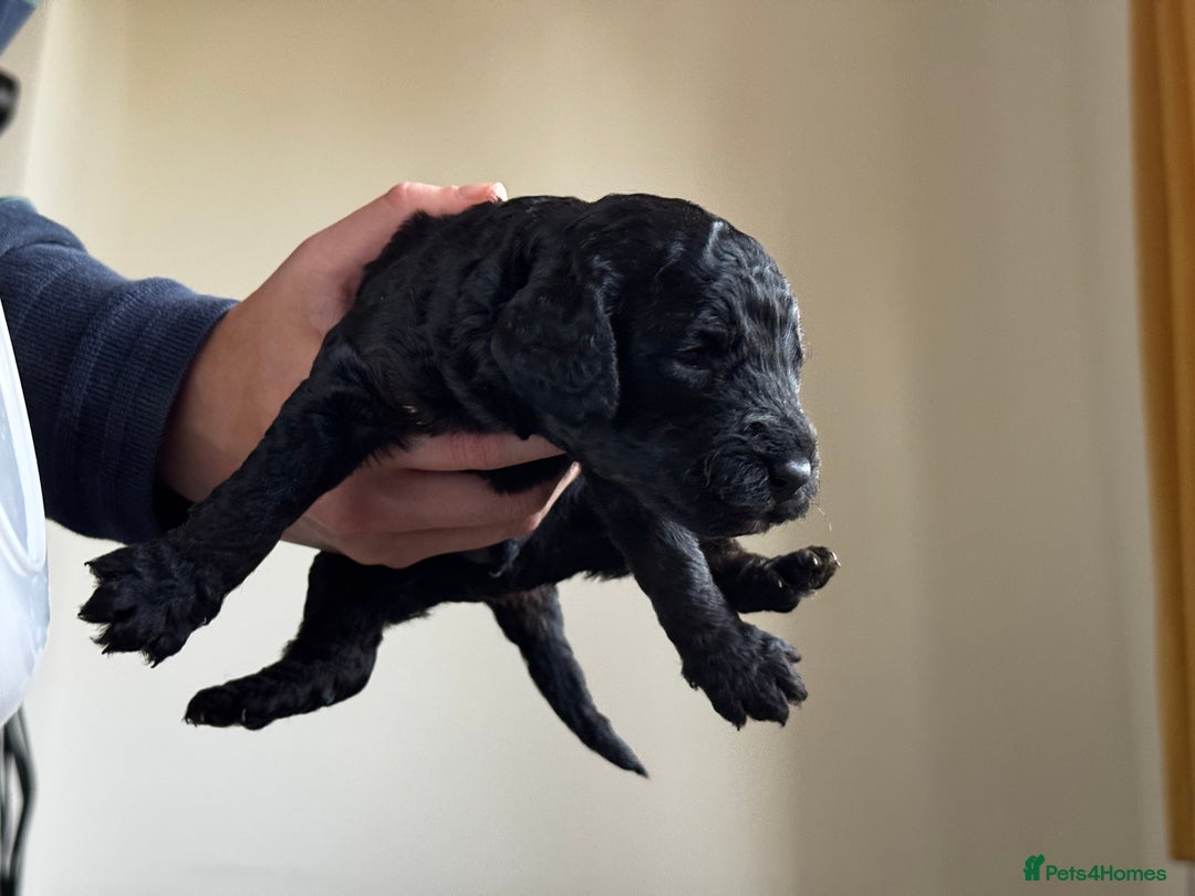 Miniature Poodle dogs for sale: Striking merle and black Miniature Poodle Puppies - Advert 35