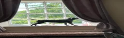 Patterdale Terrier dogs for sale: Fell terriers - Advert 3