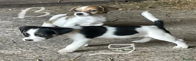 Jack Russell 5