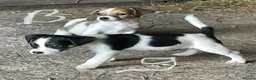 Jack Russell dogs for sale: READY NOW mini jack Russel pups  in Horley - Advert 7