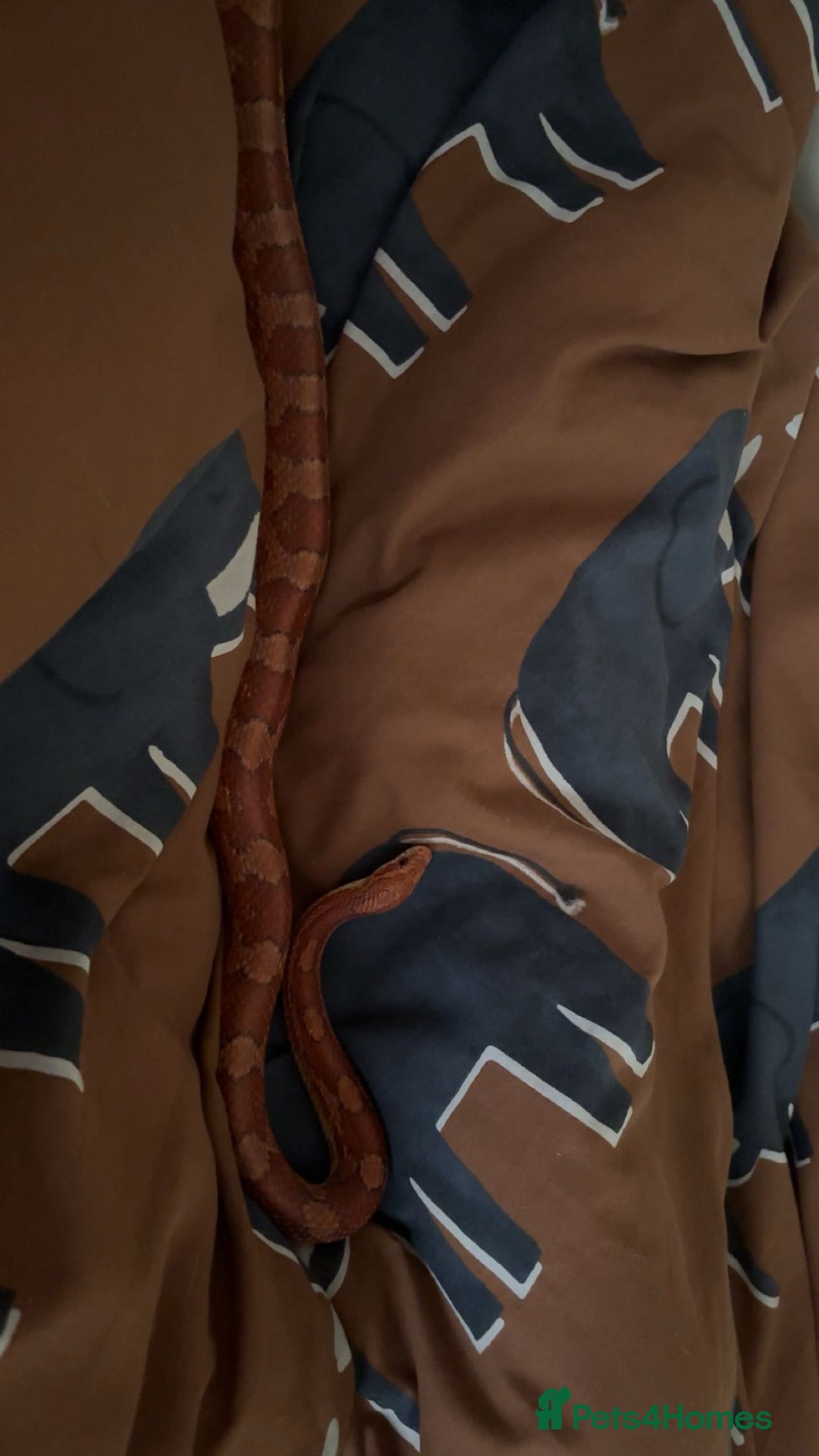 Corn Snake reptiles for sale: Corn Snake with Viv - Advert 3