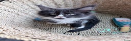Maine Coon cats for sale: TICA reg adorable Maine Coon baby kittens  - Advert 2
