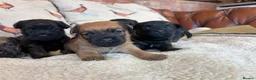 Mixed Breed dogs for sale: Cairn x Patterdale  - Advert 12