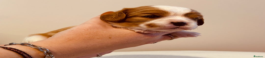 Cavalier King Charles Spaniel Puppy 4