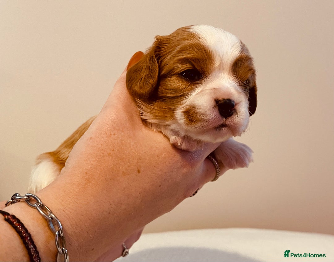 Cavalier King Charles Spaniel dogs for sale: Stunning KC Cavalier King Charles Spaniel Puppies. - Image 31