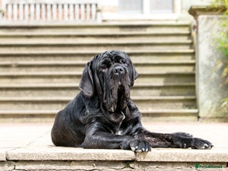 Neapolitan Mastiff dogs for stud: Neapolitan mastiff stud - Advert 1