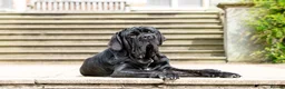 Neapolitan Mastiff dogs for stud: Neapolitan mastiff stud  - Advert 2