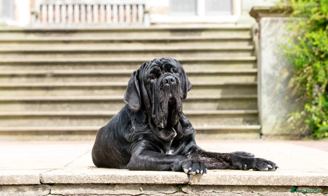 Neapolitan Mastiff dogs for stud: Neapolitan mastiff stud  - Advert 2