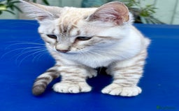Savannah cats for sale: Breath taking rare girl - Image 16