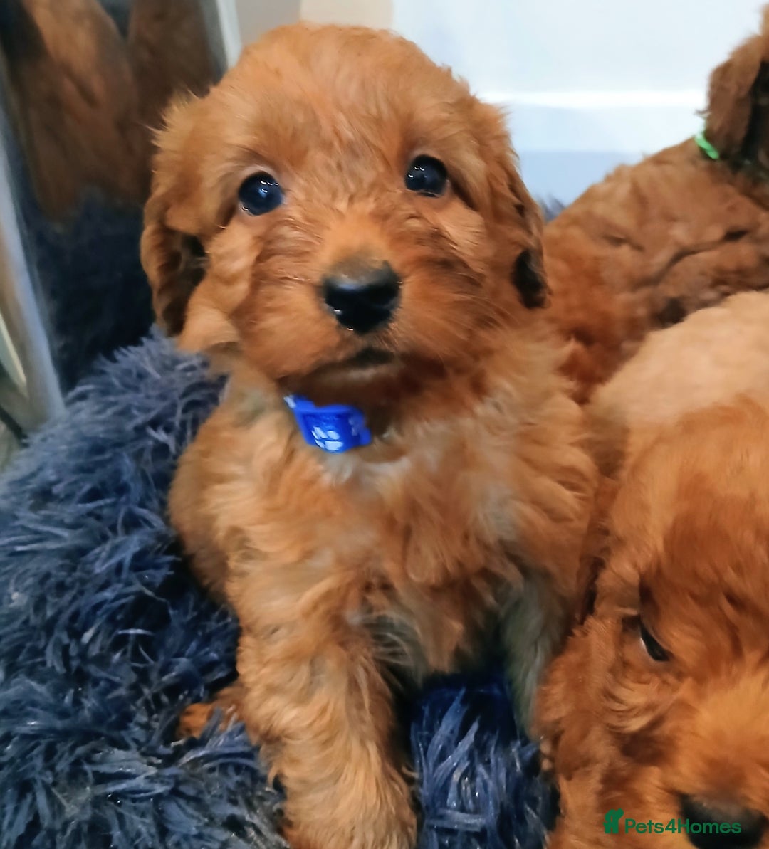 Cockapoo dogs for sale: Stunning red F1B cockapoo puppies  - Advert 6