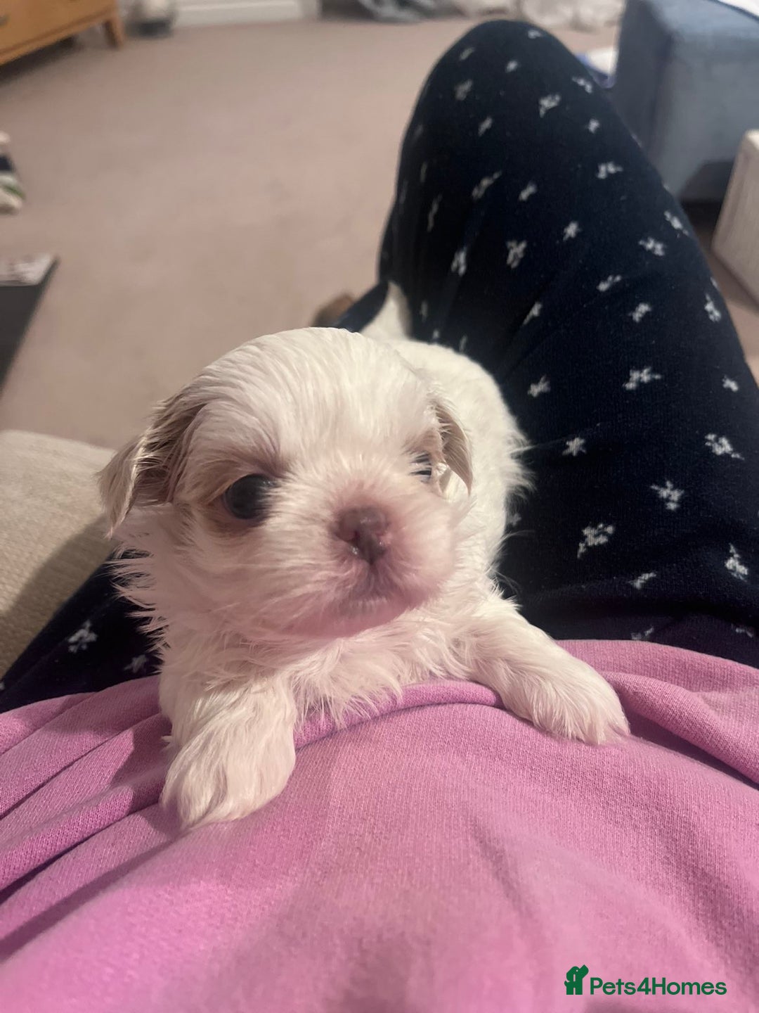 Shih Tzu dogs for sale: Imperial Shih-Tzu Puppies - Advert 15