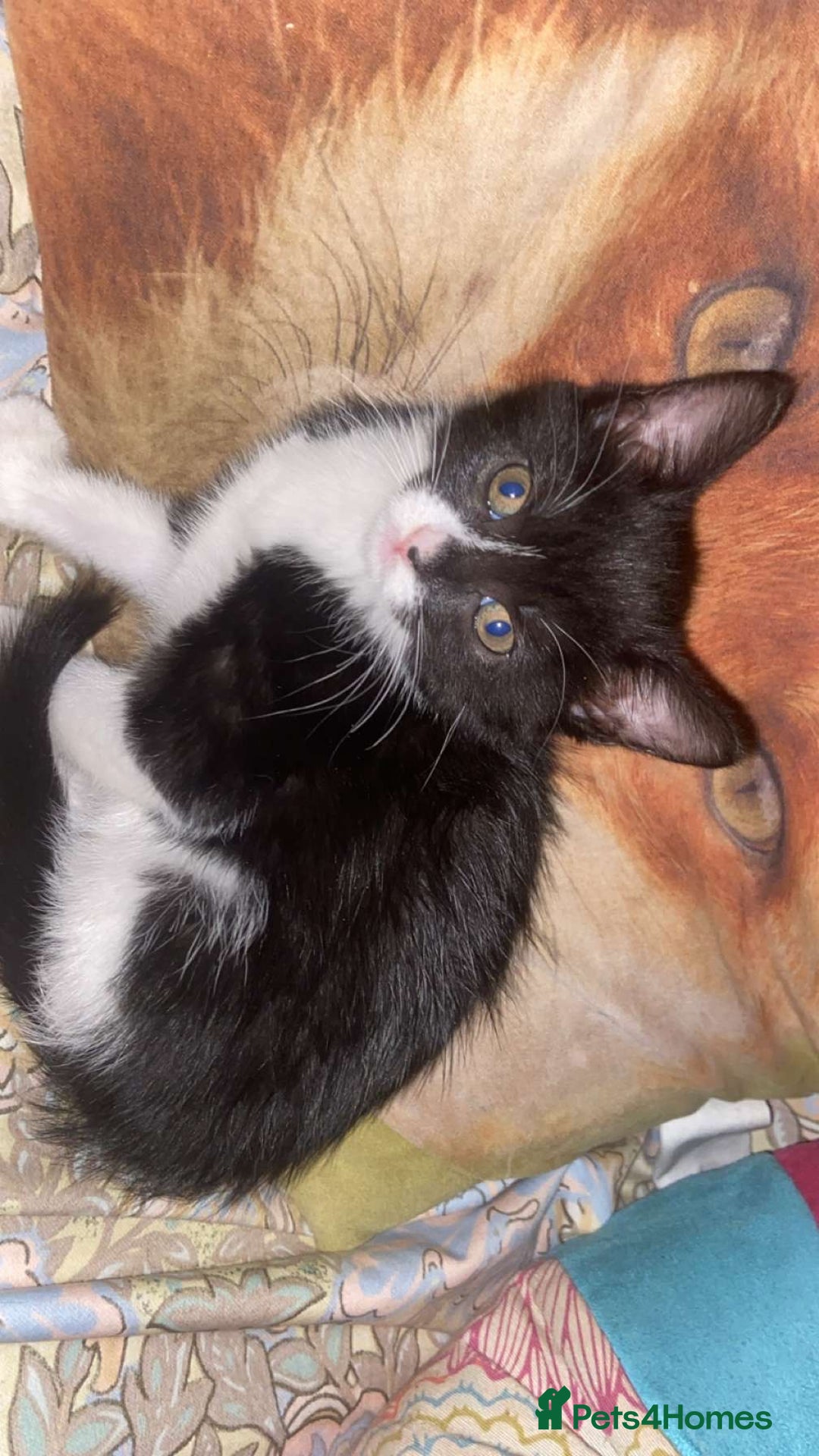 Mixed Breed cats for sale: Beautiful tabby and black and white kittens ready  - Advert 12