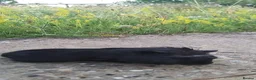 Guinea Pig rodents for sale: baby guinea pigs for sale - Advert 4