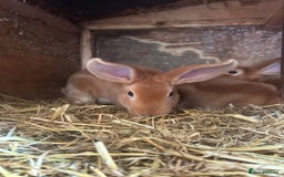 Rex rabbits for sale: Red Rex Bunnies for sale 🐰  - Image 2