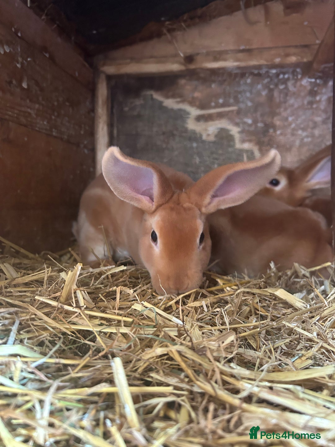Rex rabbits for sale: Red Rex Bunnies for sale 🐰  - Image 2