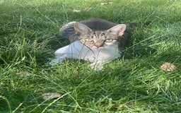 Mixed Breed cats for sale: Beautiful kittens for sale  - Image 11