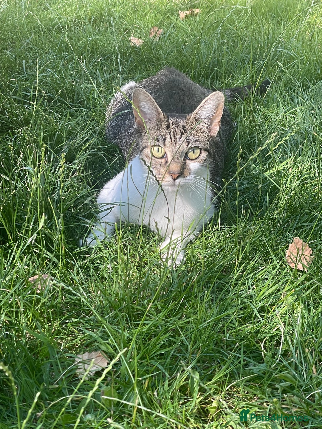 Mixed Breed cats for sale: Beautiful kittens for sale  - Image 11