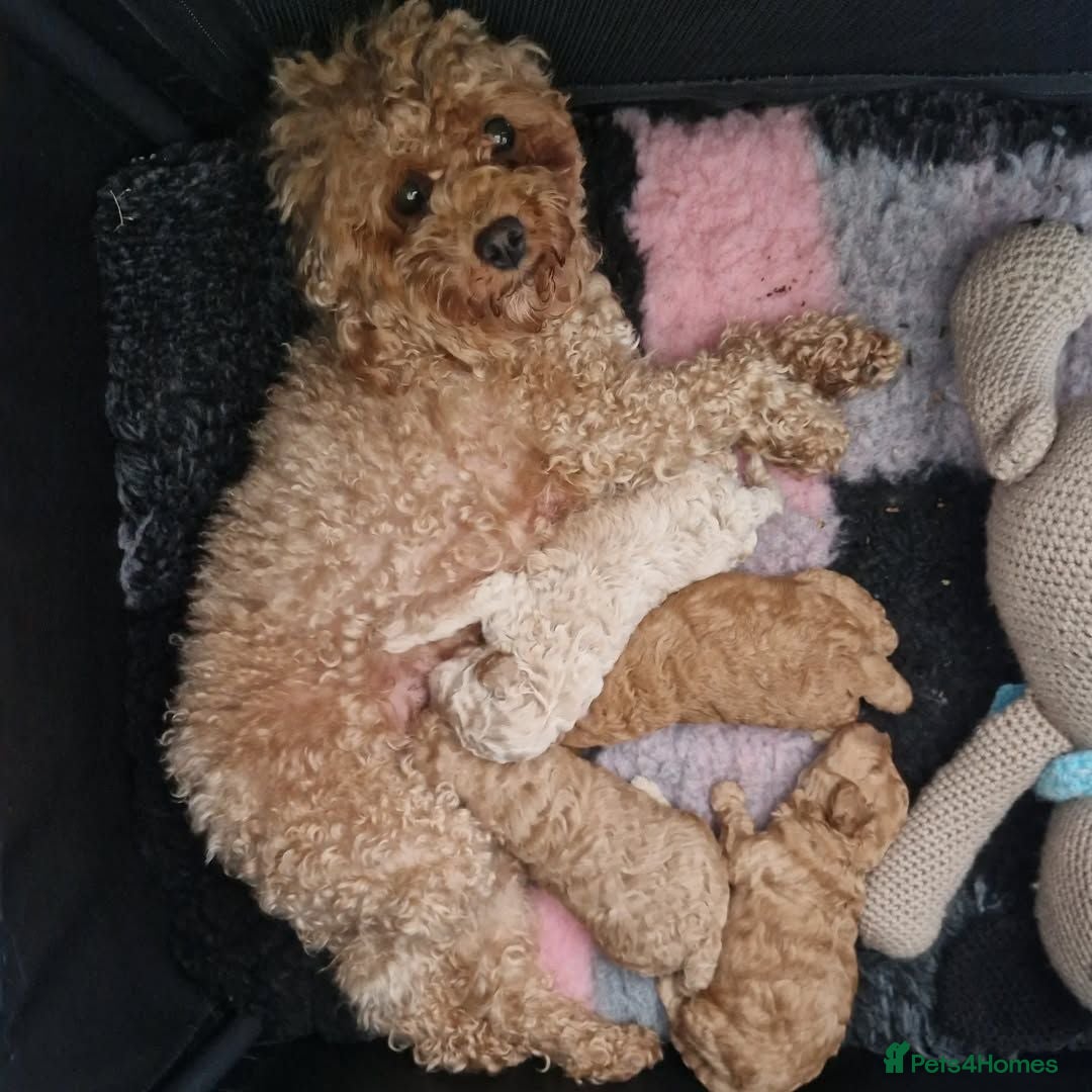 Toy Poodle dogs for sale: Toy Poodle Puppies for Sale - Image 5
