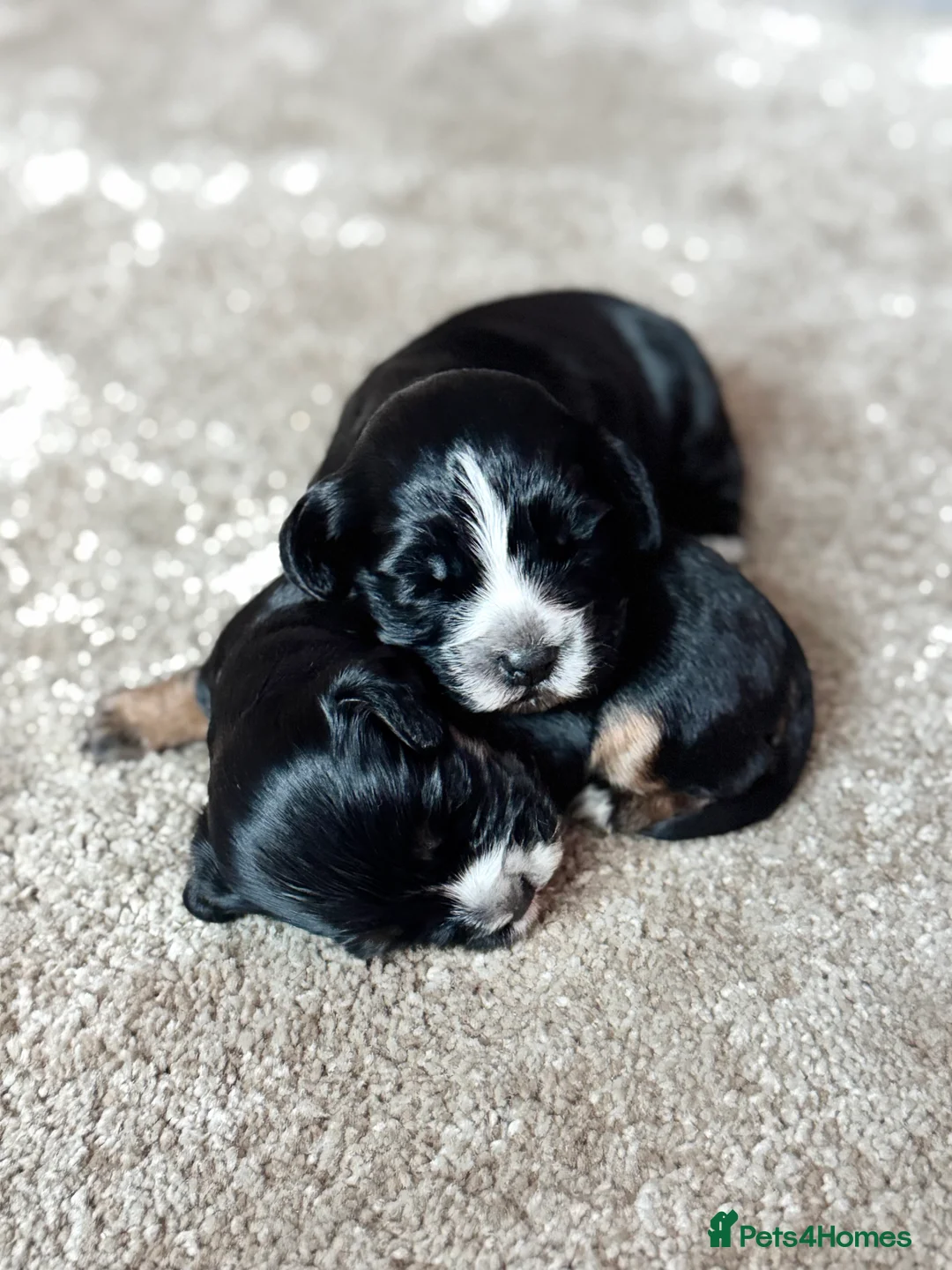Cocker Spaniel dogs for sale: Cocker spaniel puppies - Advert 7