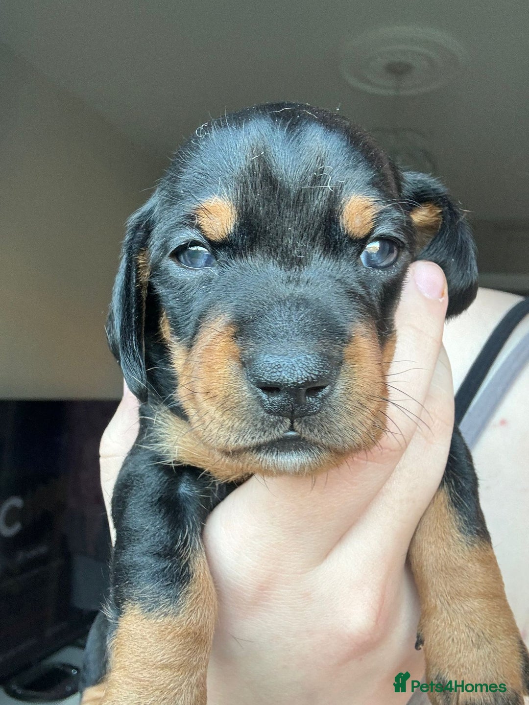 Miniature Dachshund dogs for sale: Miniature Dachshunds  - Advert 11