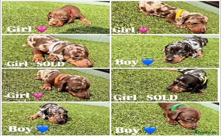 Dachshund dogs - Advert 1