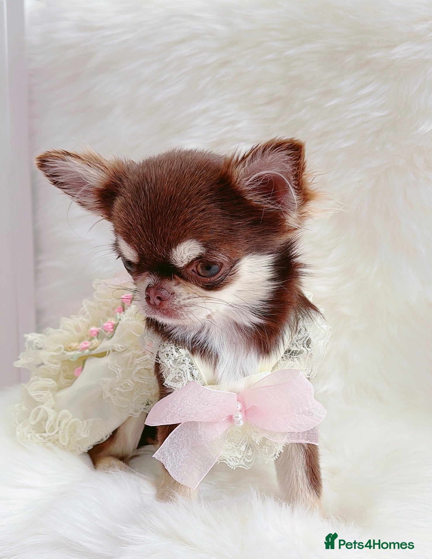 Chihuahua dogs Beautiful chocolate girl - Advert 9