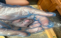 Mini Lop rabbits for sale: 🩶pure MINI lop🩶 - Image 6