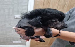 Mexican Hairless dogs for sale: Mexican hairless mini puppies for sale  - Advert 8