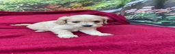 Cockapoo dogs for sale: American cockapoos - yankydoodles - Advert 27