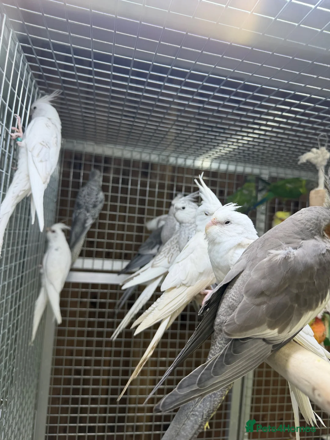 Mixed Breed birds for sale: Baby cocktails  - Advert 2