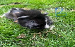 Guinea Pig rodents for sale: Female and male guinea pigs for sale  - Image 4
