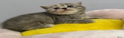 British Shorthair cats for sale: Cutest bsh babies 🤍🦋🤍  - Advert 19