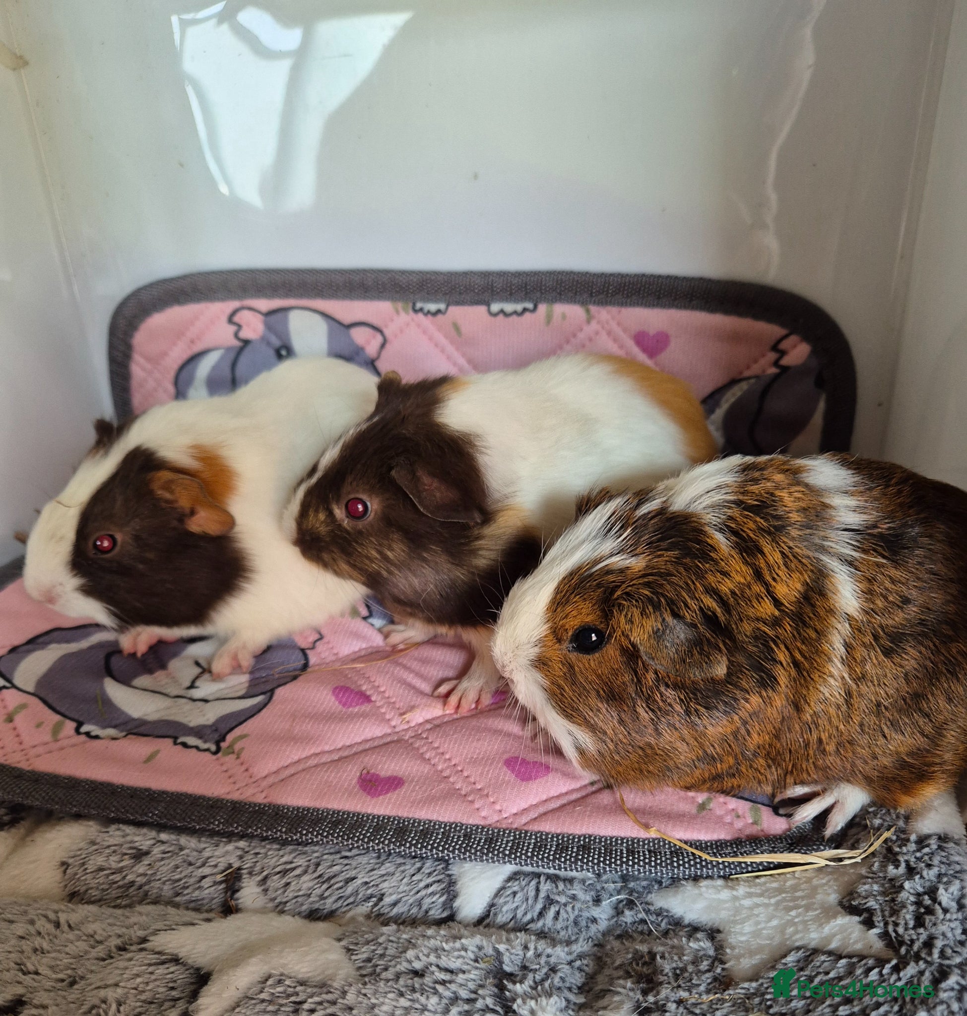 Guinea Pig rodents for sale: Female Baby Guinea Pigs Teddies Funkies Smooths - Advert 4