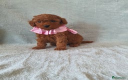 Toy Poodle dogs for sale: Red KC Toy Poodle small puppies - Image 4