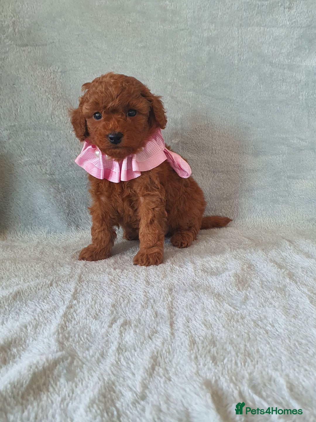 Toy Poodle dogs for sale: Red KC Toy Poodle small puppies - Image 4