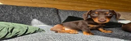 Miniature Dachshund dogs for sale: READY NOW KC GIRL - Advert 7