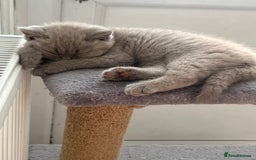 British Shorthair cats for sale: British shorthair kittens - Image 7