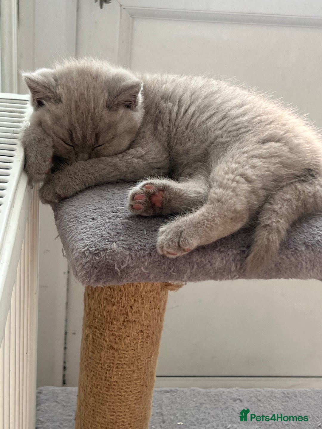 British Shorthair cats for sale: British shorthair kittens - Image 7