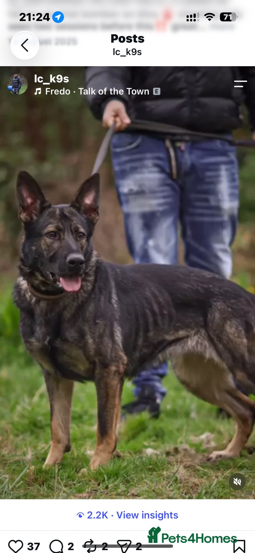 German Shepherd dogs Gerham Shepard puppy’s  - Advert 1