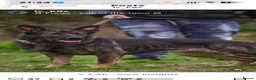 German Shepherd dogs for sale: Gerham Shepard puppy’s  in Norwich - Advert 1