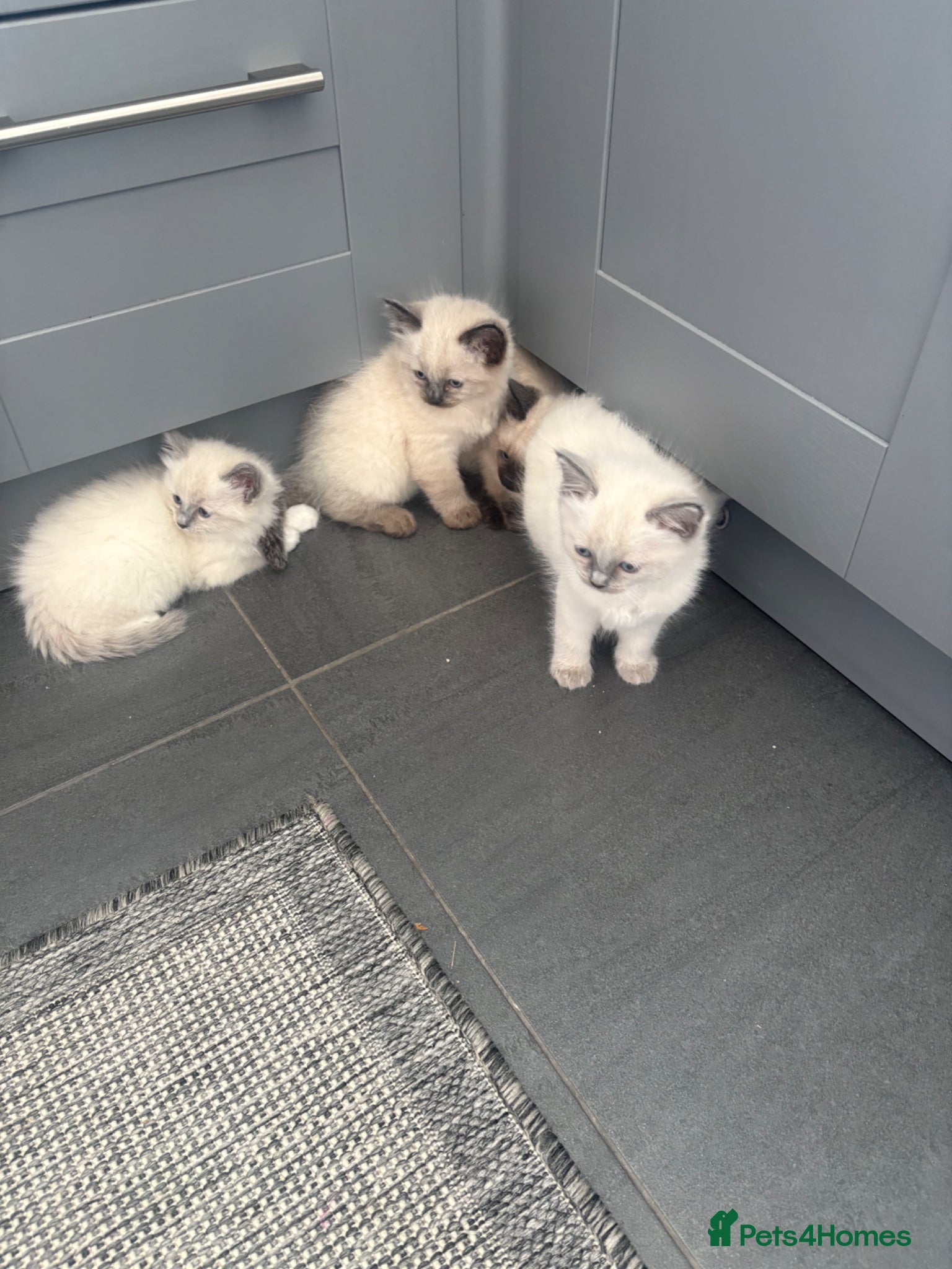 Ragdoll cats for sale: Ragdoll kittens in Romford - Advert 7