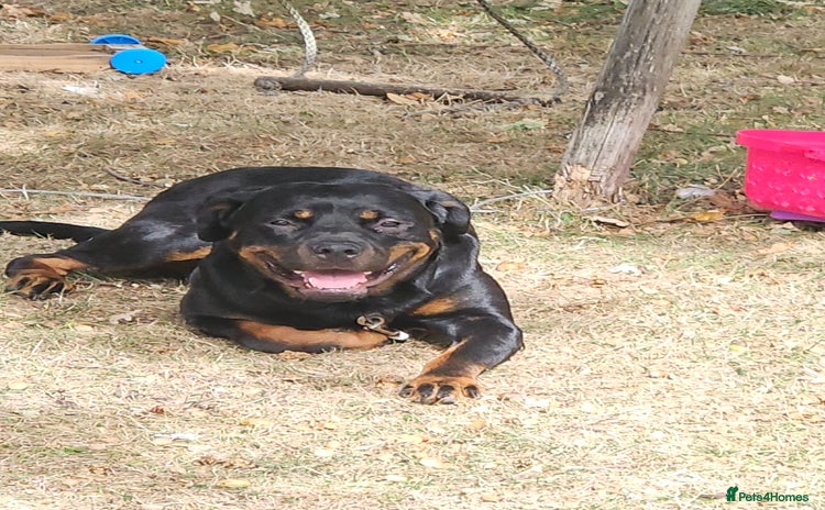 Rottweiler dogs - Advert 3