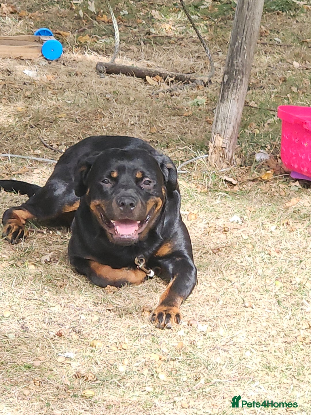 Rottweiler dogs for sale: Roxy  - Image 1