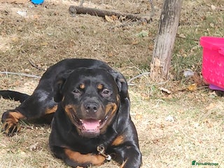 Rottweiler dogs - Advert 13