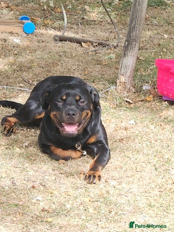 Rottweiler dogs - Advert 15