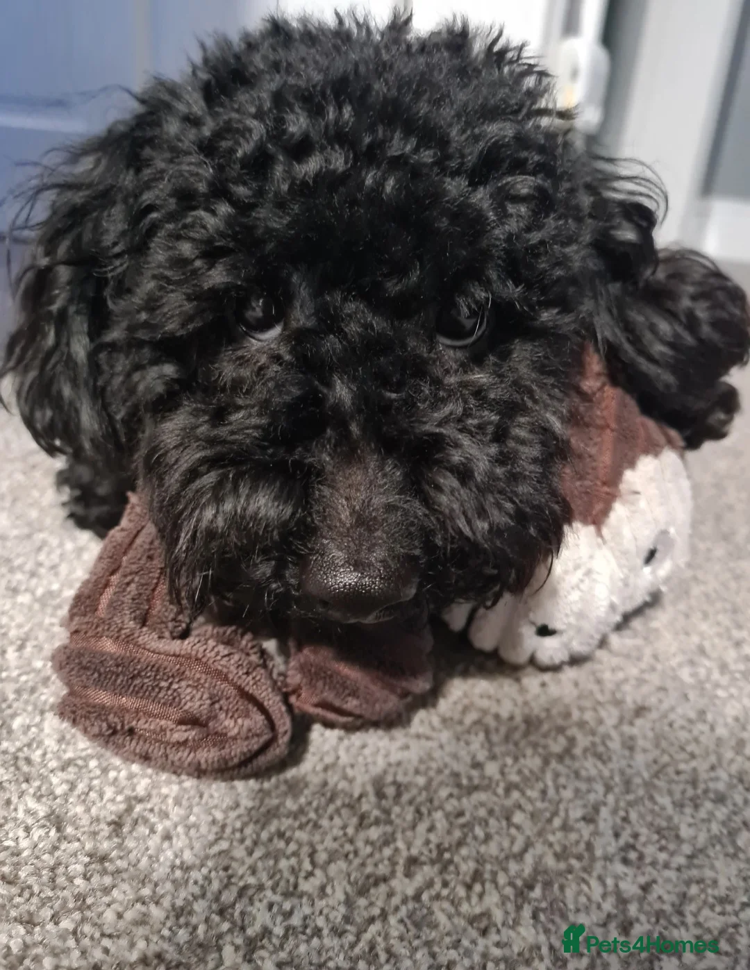 Toy Poodle dogs for stud: *STUD* Gorgeous KC Registered Toy Poodle in Manchester - Advert 3