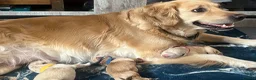 Golden Retriever dogs for sale: Beautiful Golden Retriever Puppies  - Advert 13